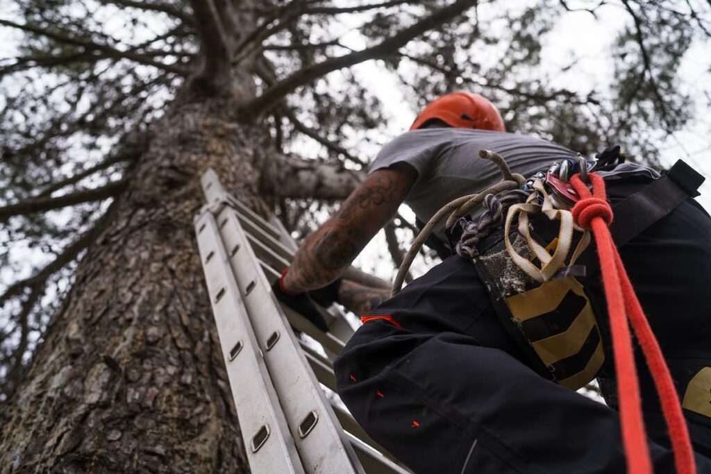 sick tree services in Tallahassee
