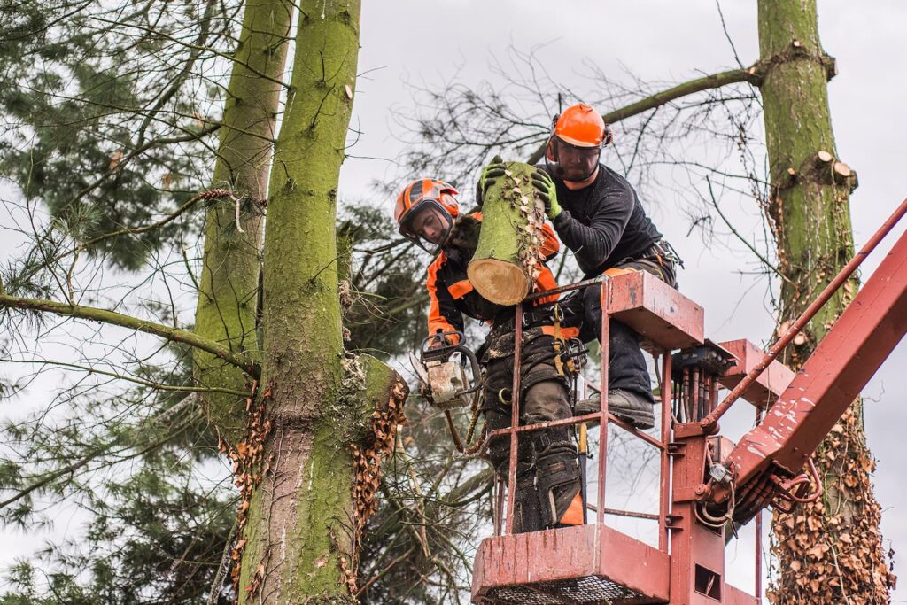 tree removal services near me tallahassee