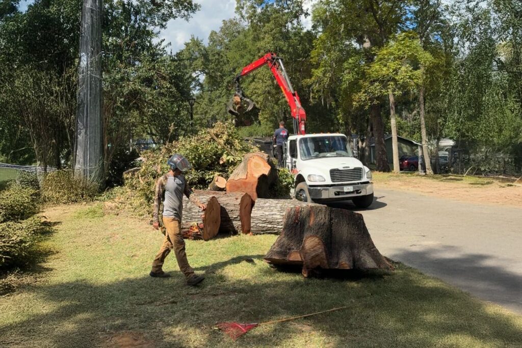 best tree removal in Tallahassee, FL