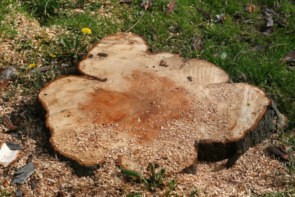 grind stumps in Tallahassee, FL
