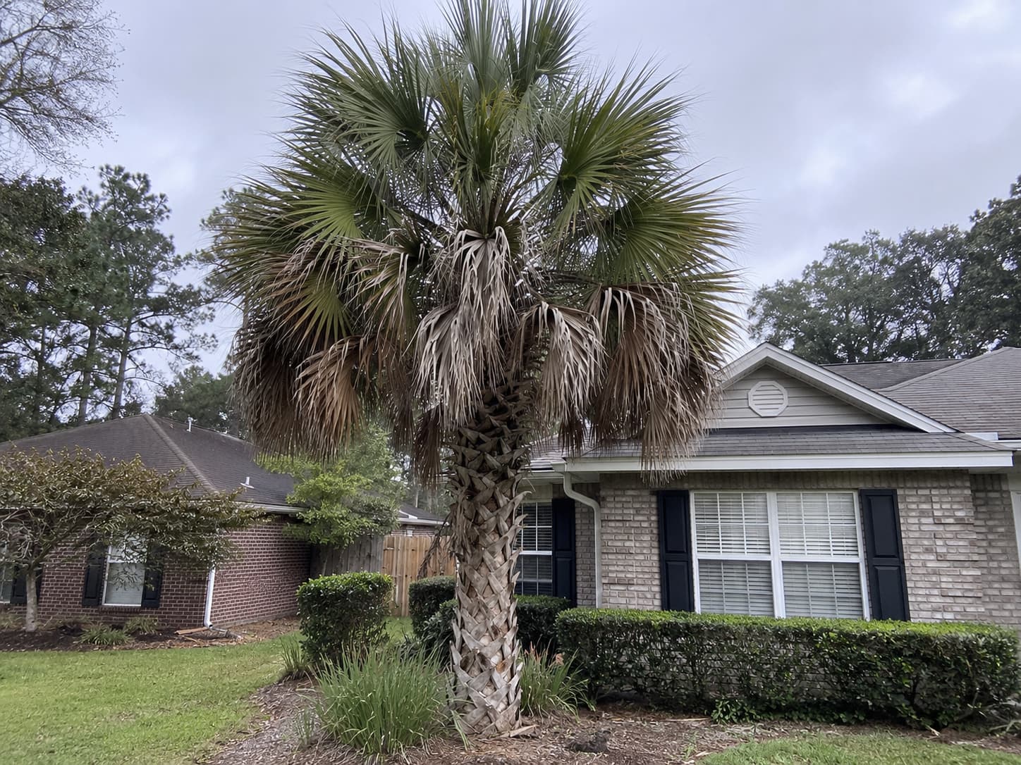 how do you trim a palm tree correctly