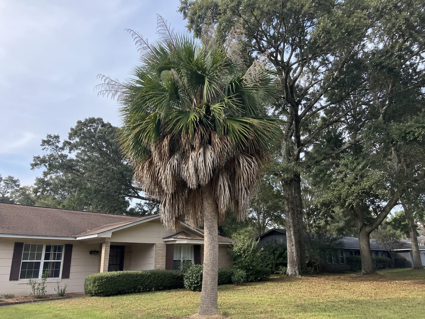 how much of a palm can you safely remove