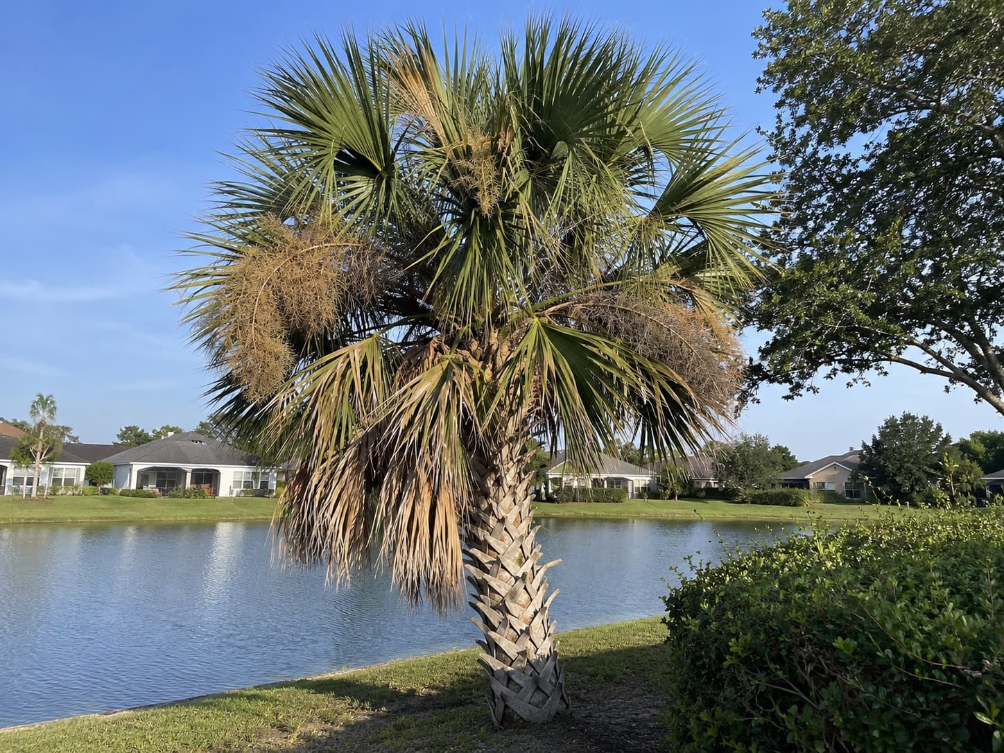 How to Trim a Palm Tree in Florida: When and How Much