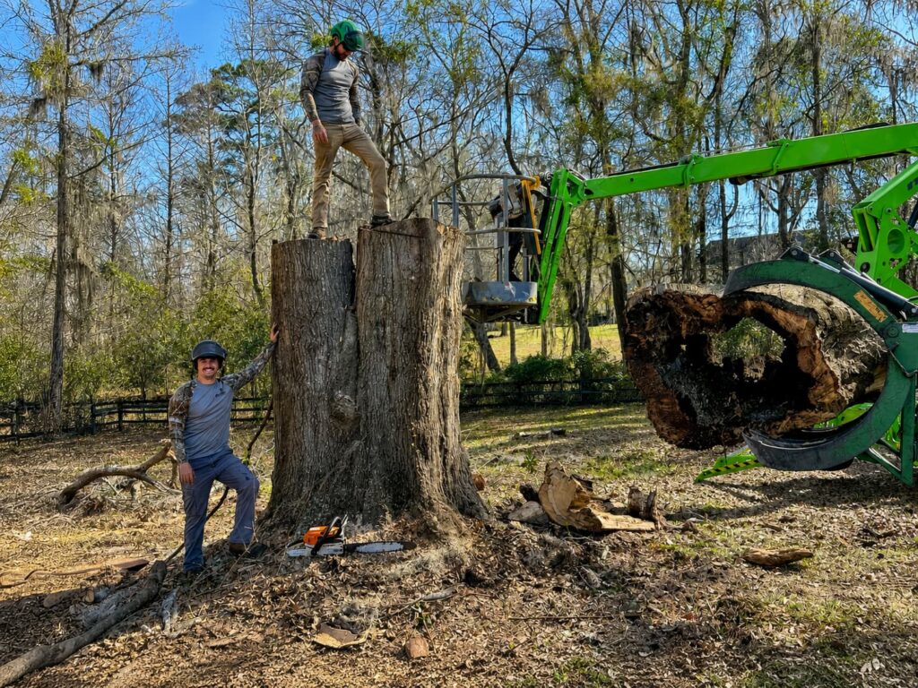 local tree service company Coste Tree