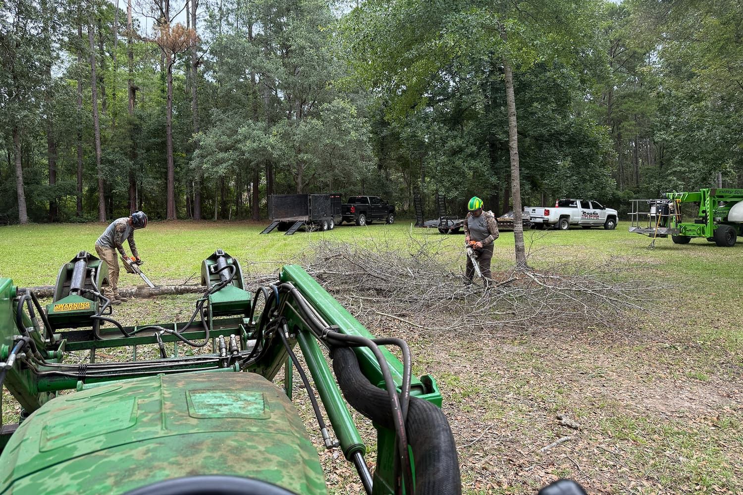 Tallahassee tree removal