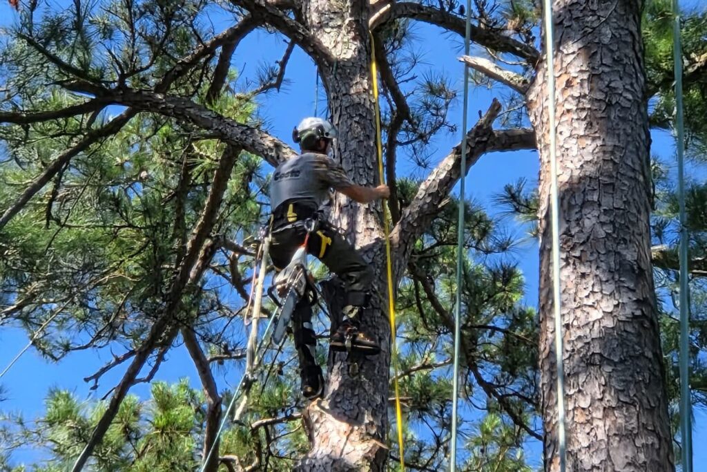 tree pruning services in Tallahassee, FL