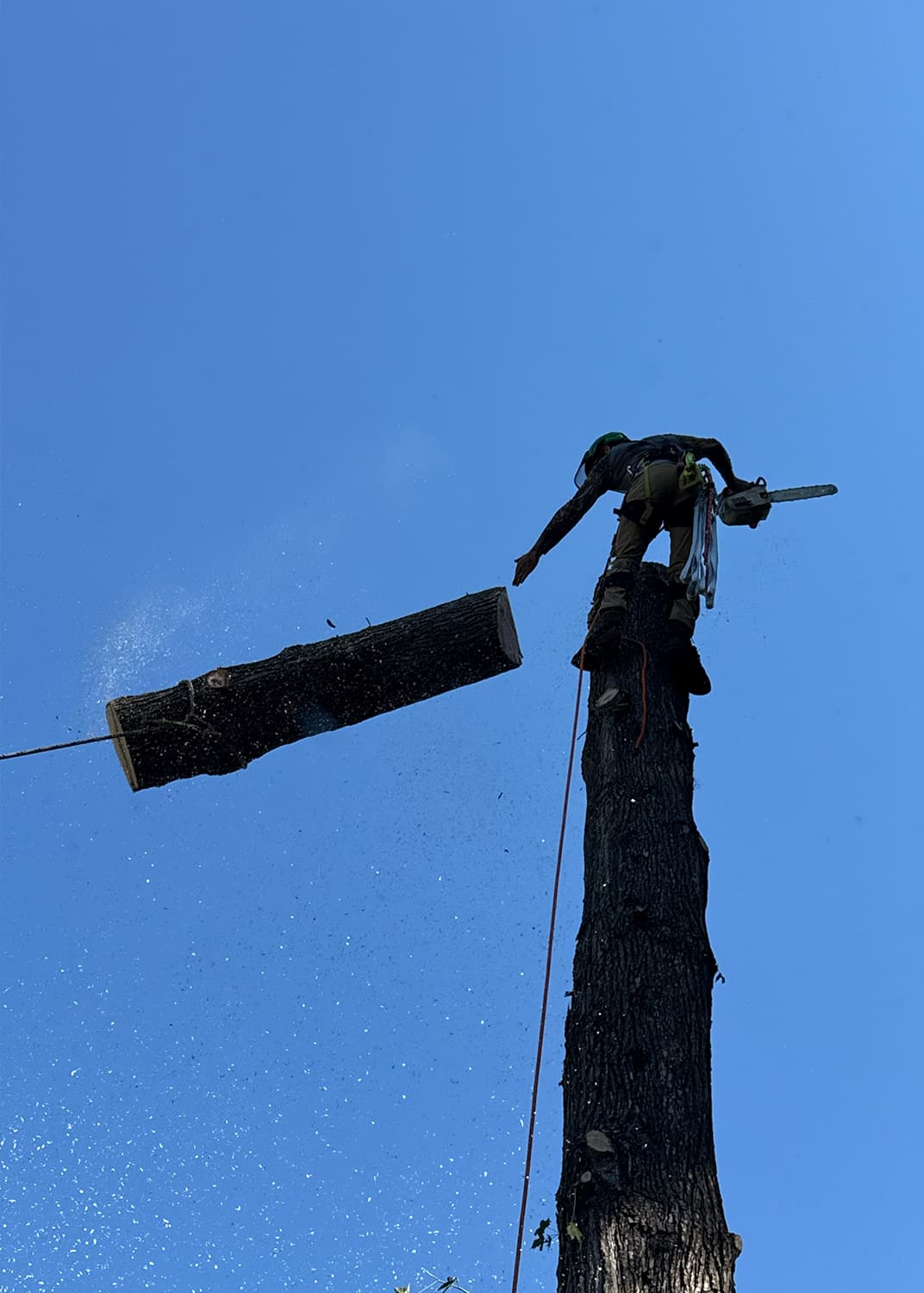 tree removal in Tallahassee, FL