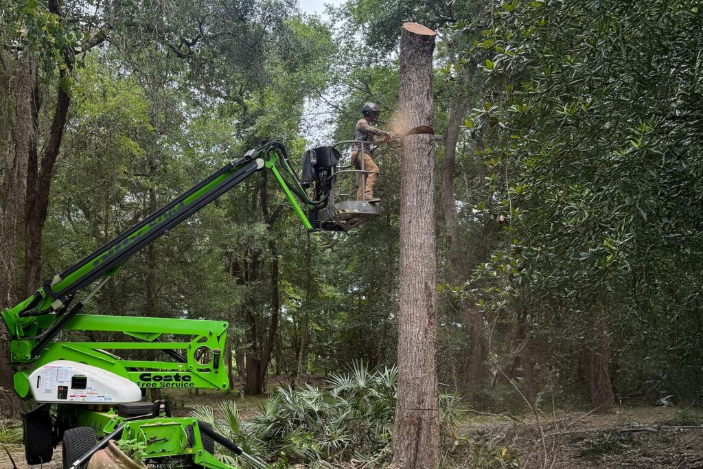 tree service company near me