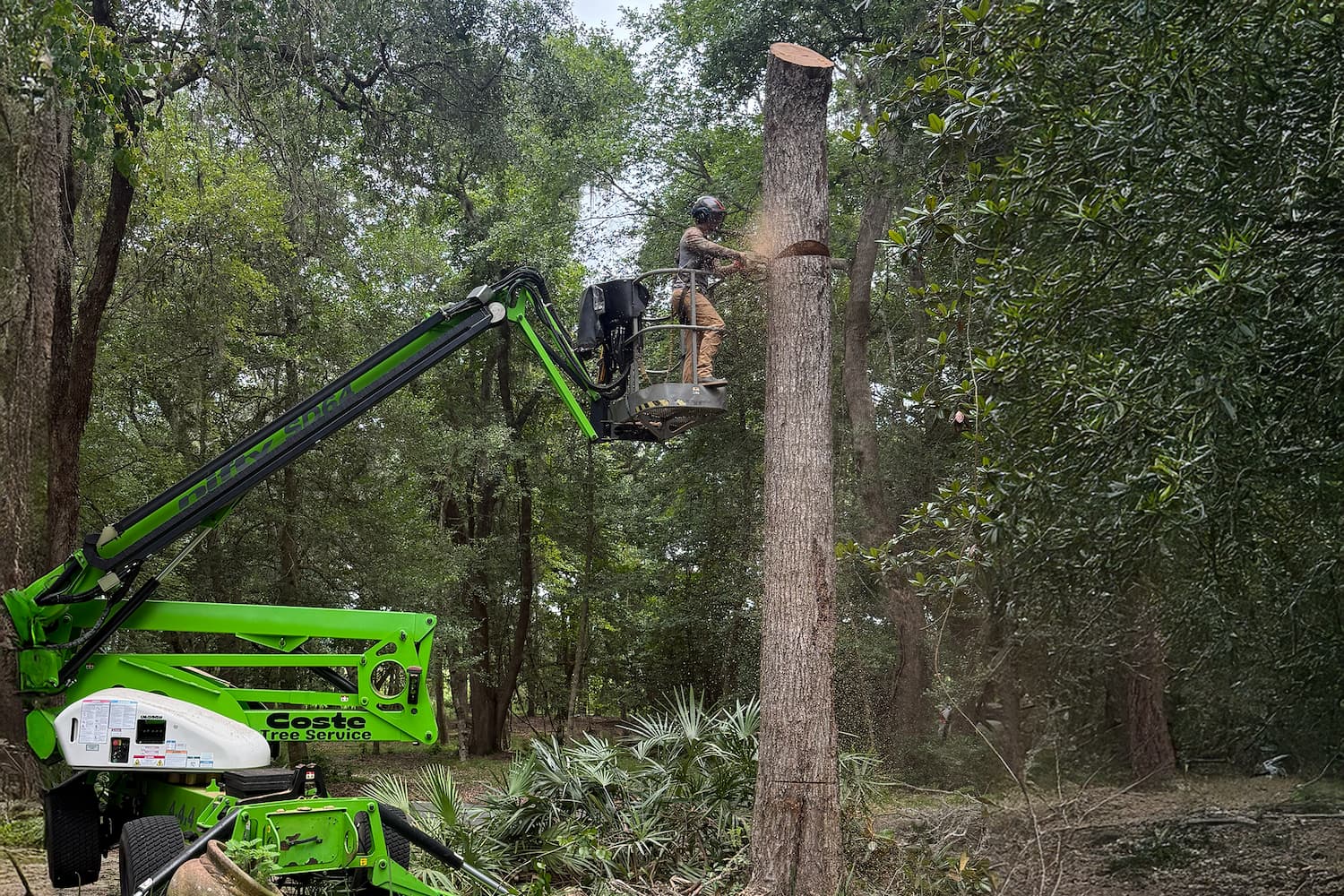 How Much Does Tree Removal Cost in Tallahassee? (2026)