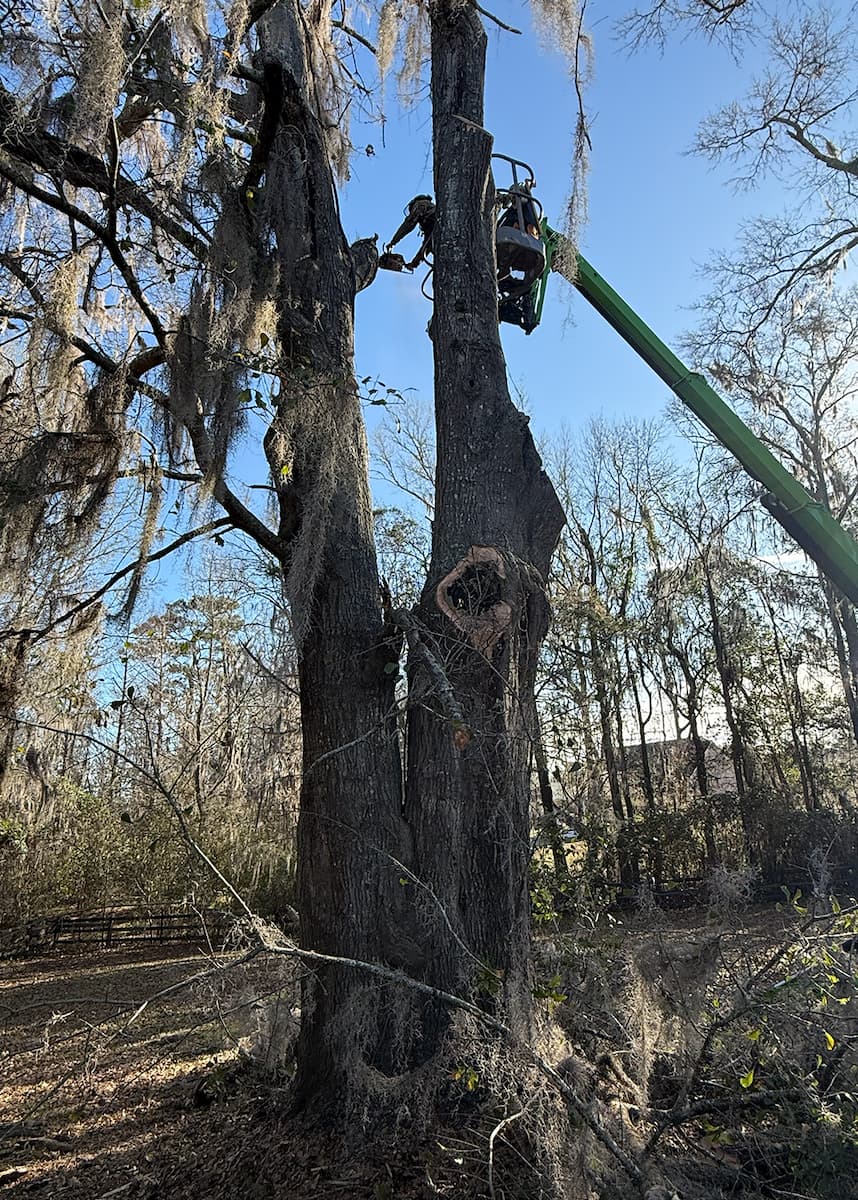 tree trimming before hurricanes in Tallahassee, FL