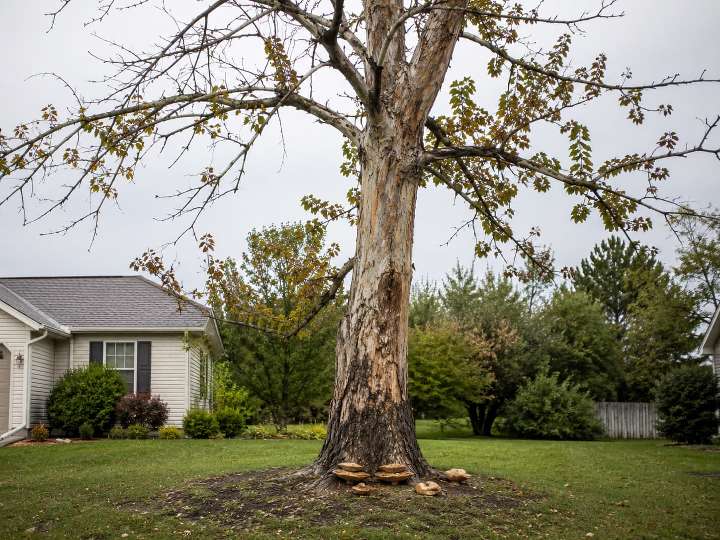 warning signs of a dangerous tree