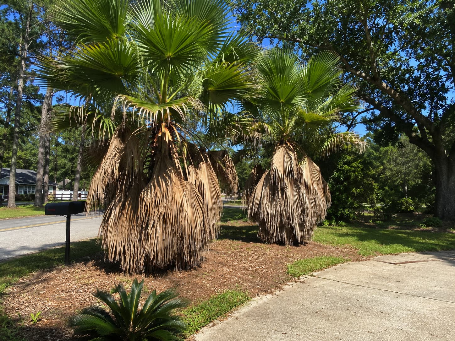 why do palm trees need trimming
