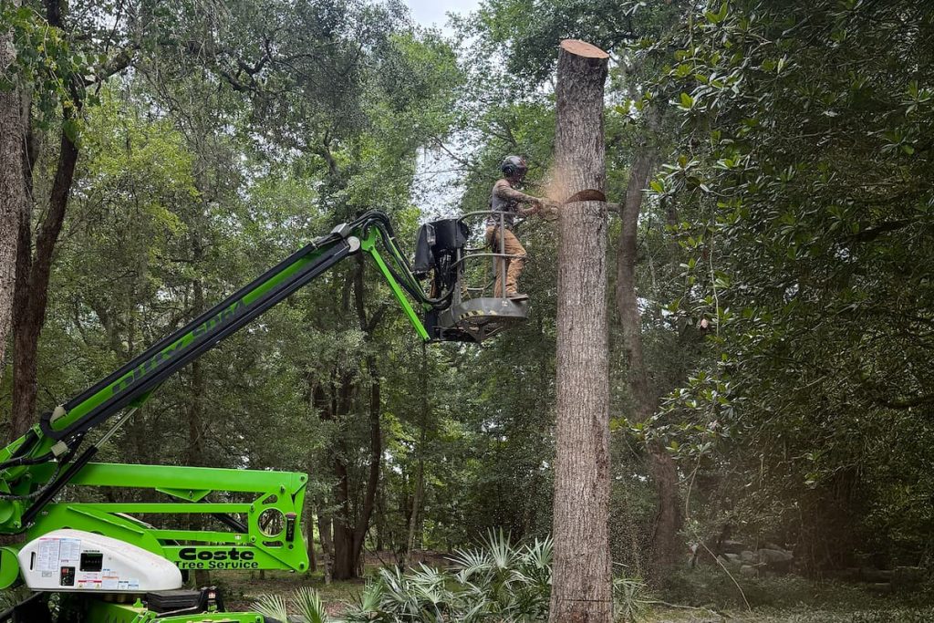 best tree removal contractor in Tallahassee, FL
