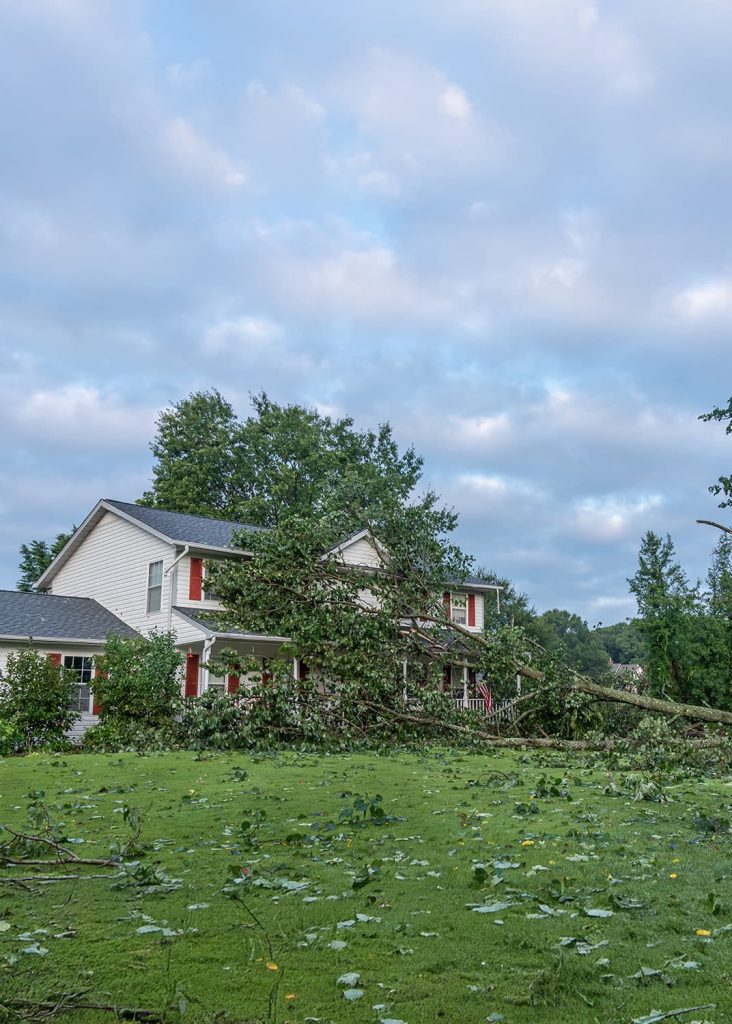 fallen tree damage in Tallahassee, FL