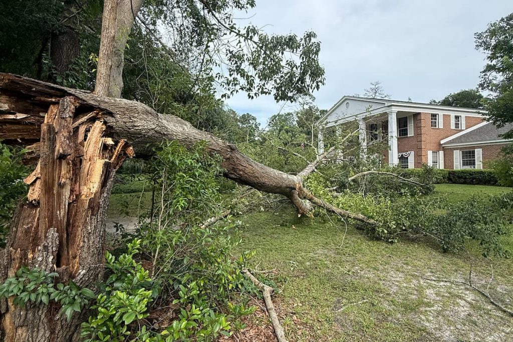 fallen tree removal in Tallahassee, FL