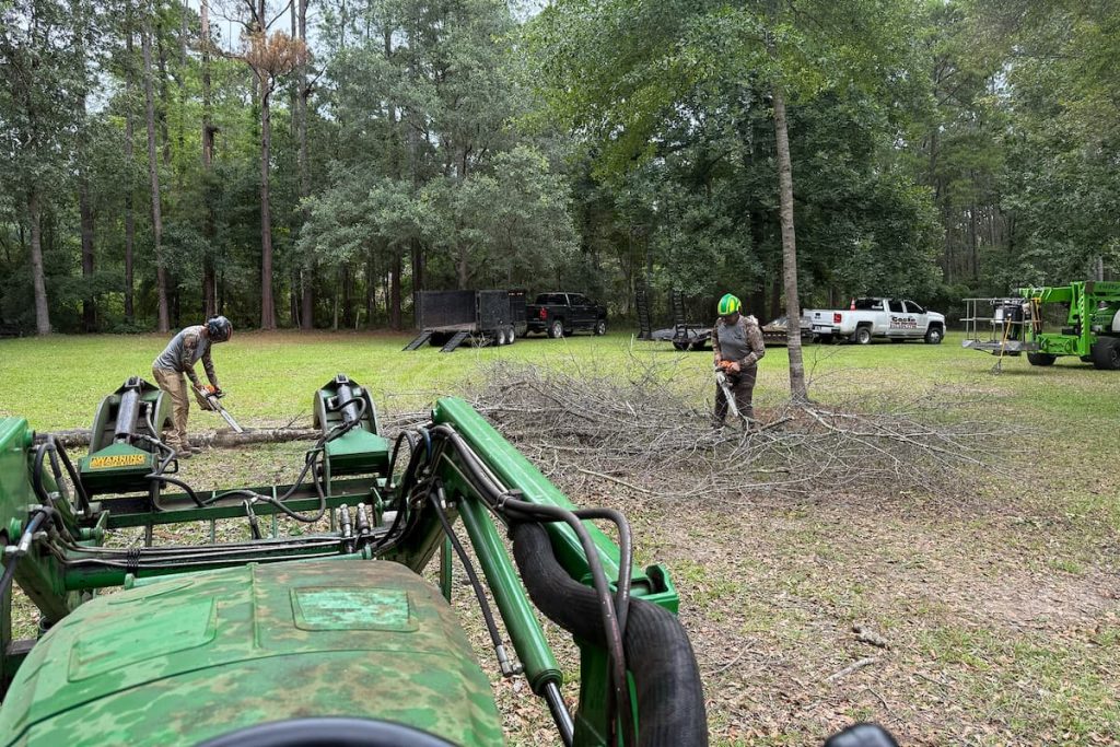 tree removal in Tallahassee, FL